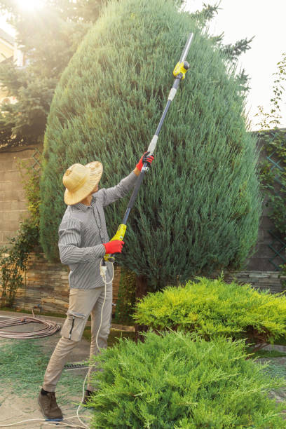 Best Lawn Watering Services  in Apollo Beach, FL